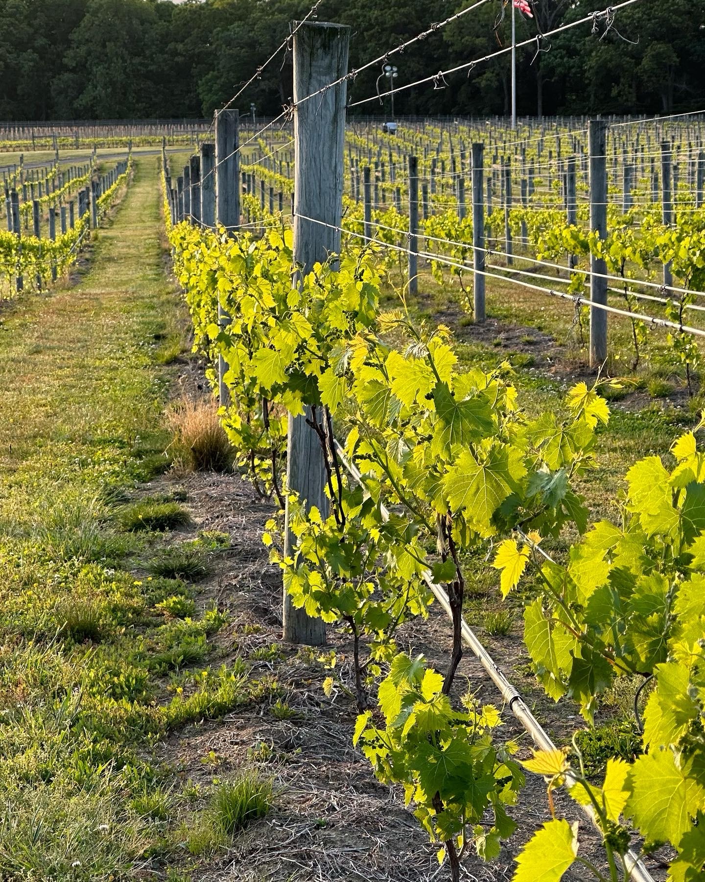 Celebrate New Jersey Wine Month at the NJ Wine Expo 2024